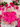 Dolly Romper - Fuchsia Pink